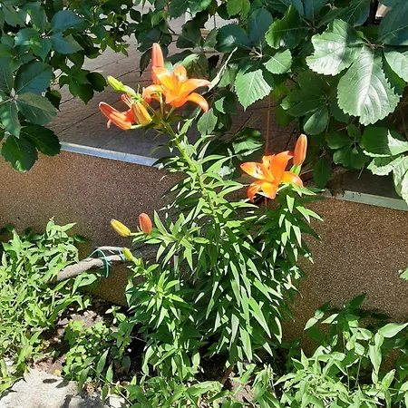 Apartmani Marija